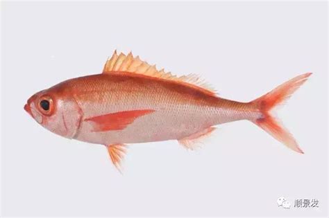 紅魚種類 電鍋禁忌